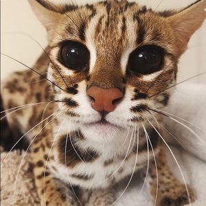 Meet your Posher, Rhonda